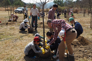 Planting broadleaf trees