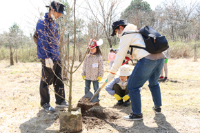 Planting maple trees