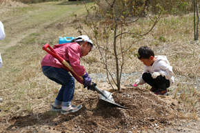 Planting maple trees