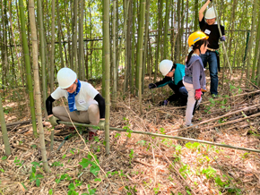 Thinning bamboo