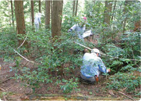 Botanical survey underway in a hinoki cypress grove